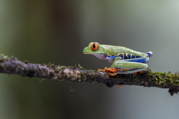 44Red-eyed Tree Frog.jpg