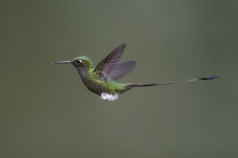 59White-booted Racket-tail.jpg