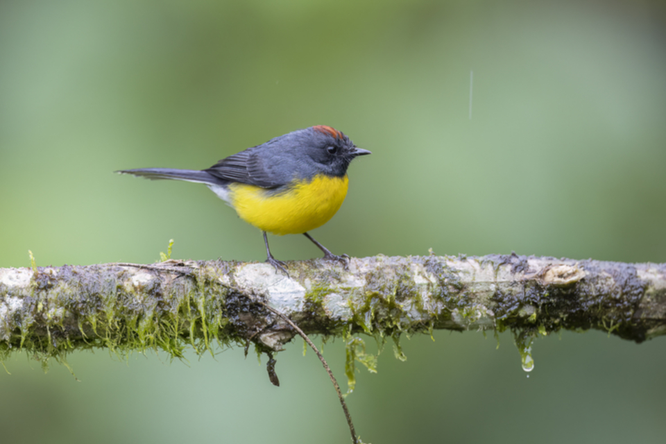 77Blue-winged Mountain-Tanager.jpg