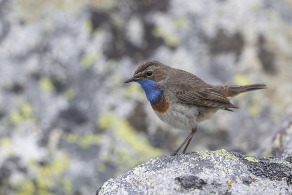 26Blaukehlchen.jpg