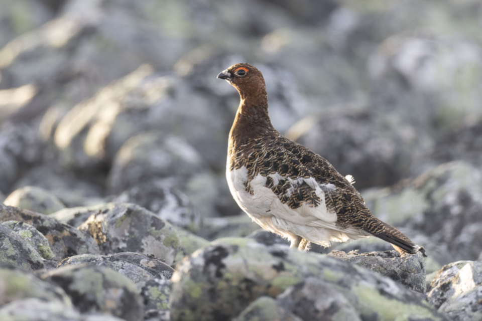 32Moorschneehuhn.jpg