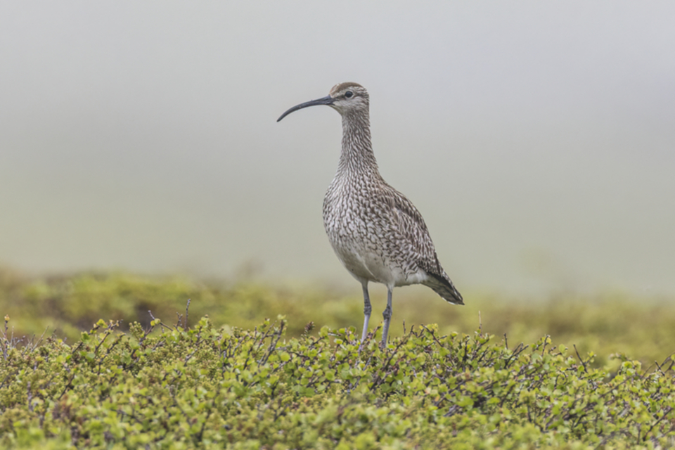 70Regenbrachvogel.jpg