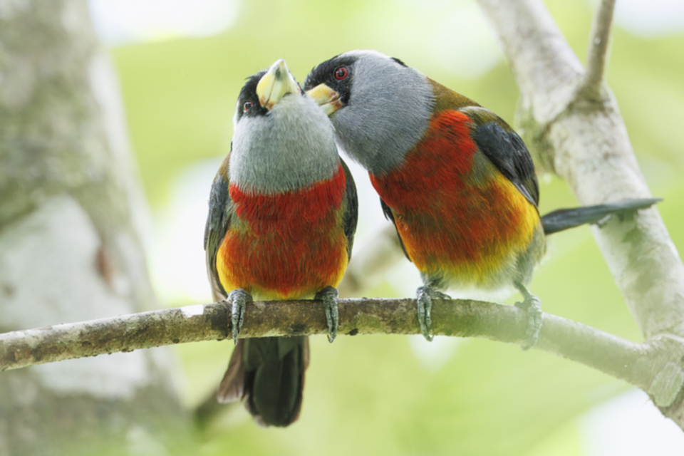 Tukanbartvogel - Toucan Barbet