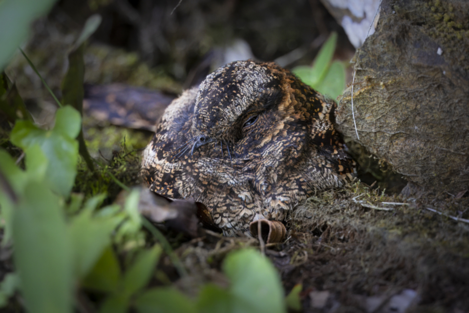 Staffelschwanz-Nachtschwalbe - Ladder-tailed Nightjar