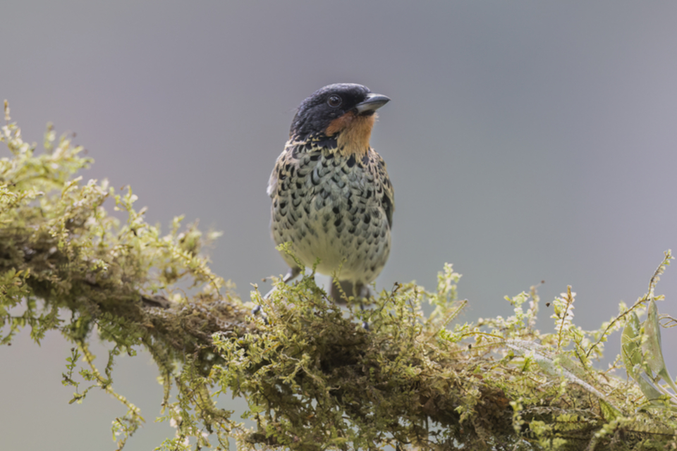 Tüpfeltangare - Rufous-throated Tanager