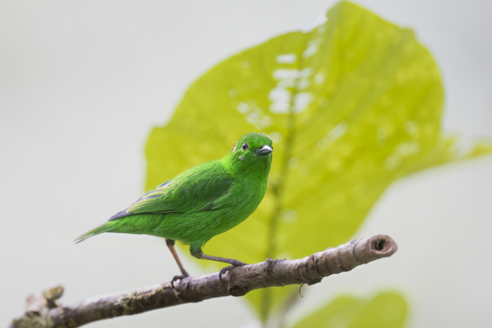 05Glistening-green Tanager.jpg