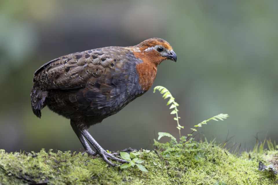 Kastanienwachtel - Chestnut Wood-Quail