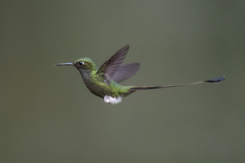 Grünscheitel-Flaggensylphe - White-booted Racket-tail