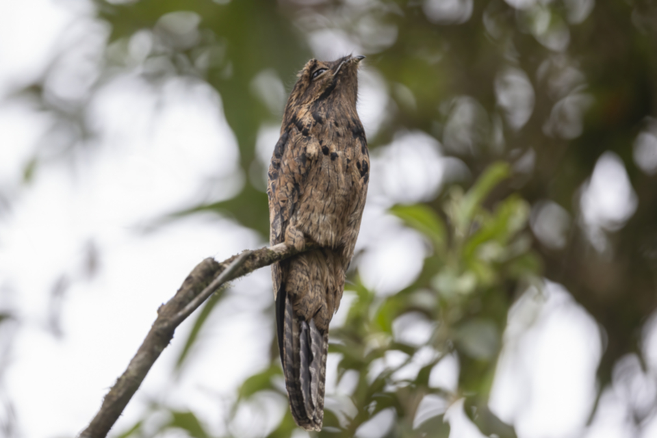 Urutau-Tagschläfer - Common Potoo