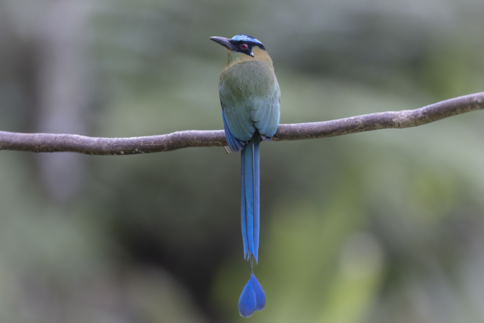 Hochlandmotmot - Andean Motmot