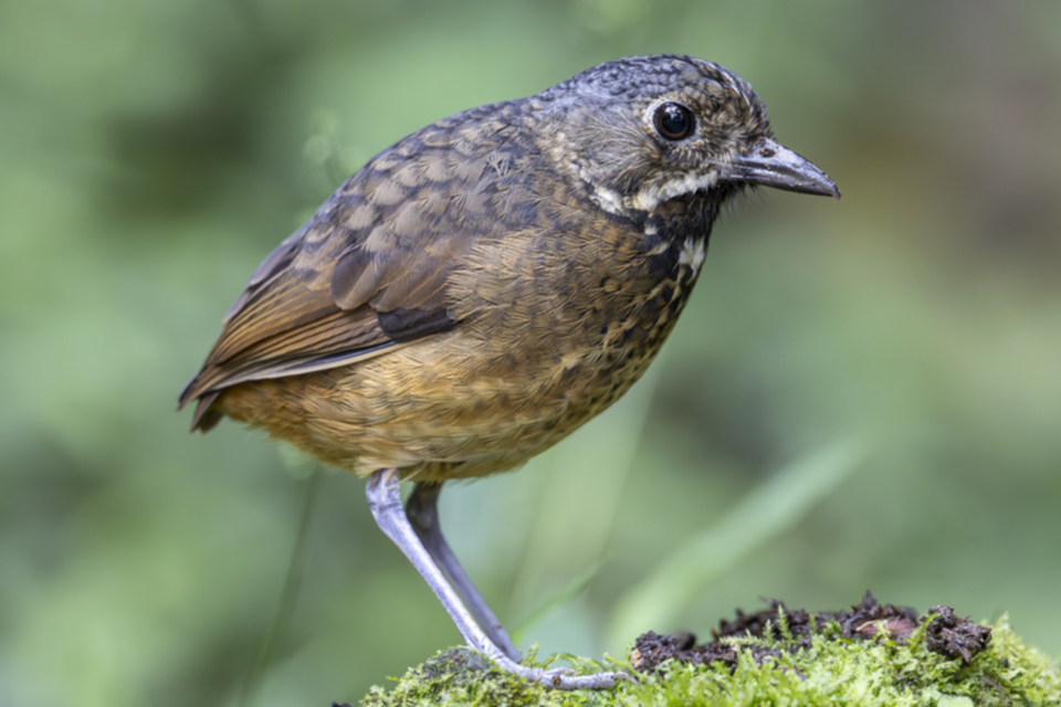 Kehlband-Ameisenpitta - Scaled Antpitta