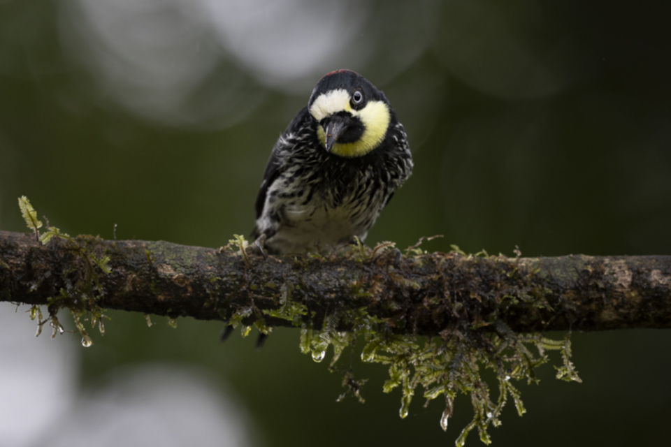 Eichelspecht - Acorn Woodpecker