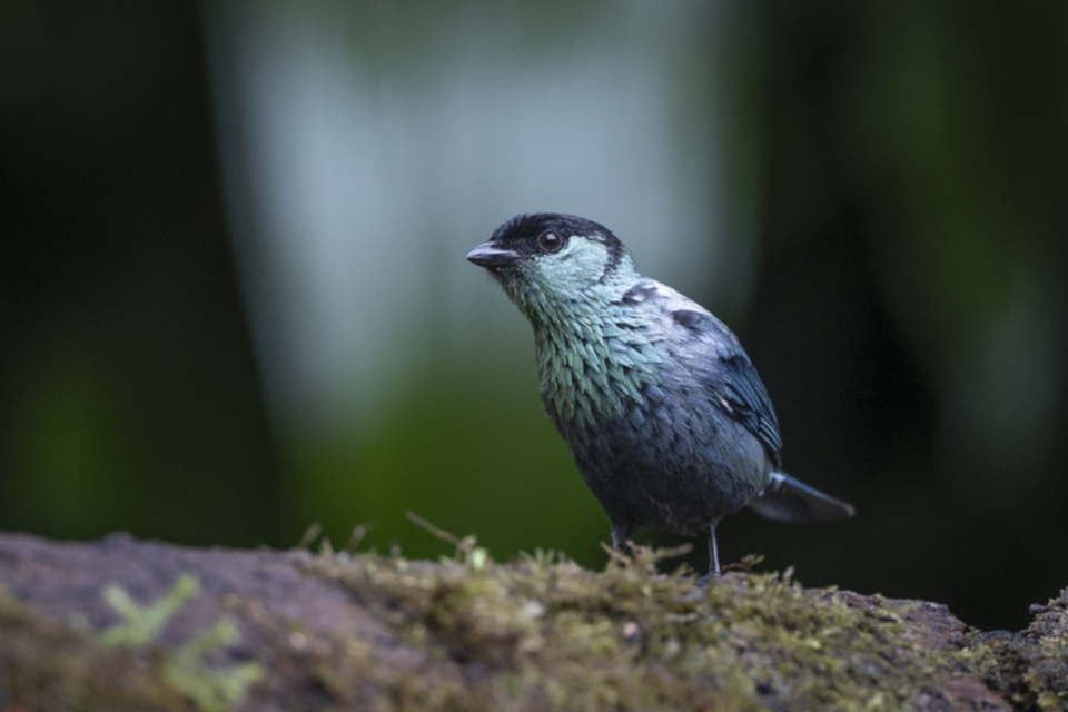 Schwarzscheiteltangare - Black-capped Tanager