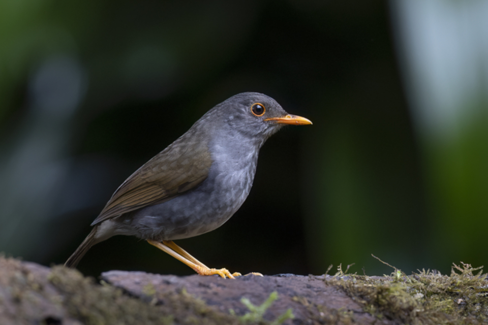 Goldschnabel-Musendrossel - Orange-billed Nightingale-Thrush