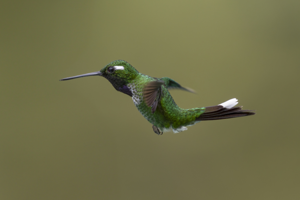 Purpurbrustkolibri - Purple-bibbed Whitetip