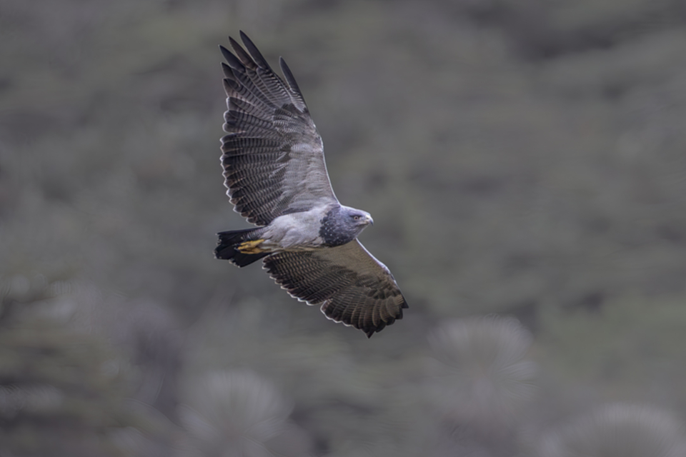 Agula - Black-chested Buzzard-Eagle