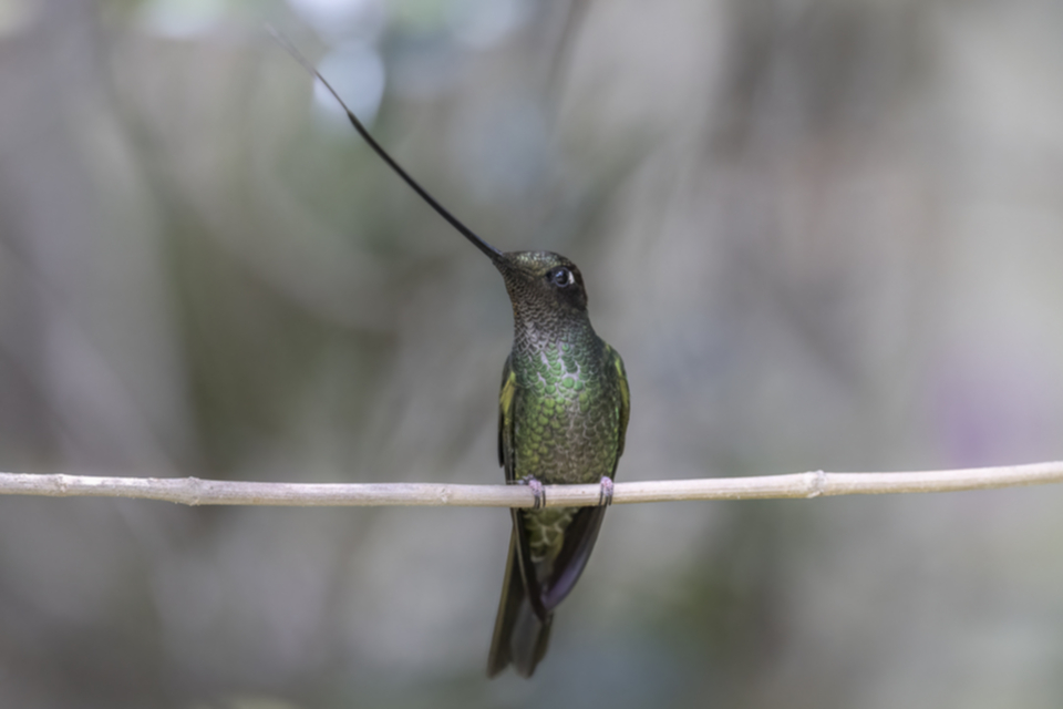 Schwrtschnabelkolibri - Sword-billed Hummingbird