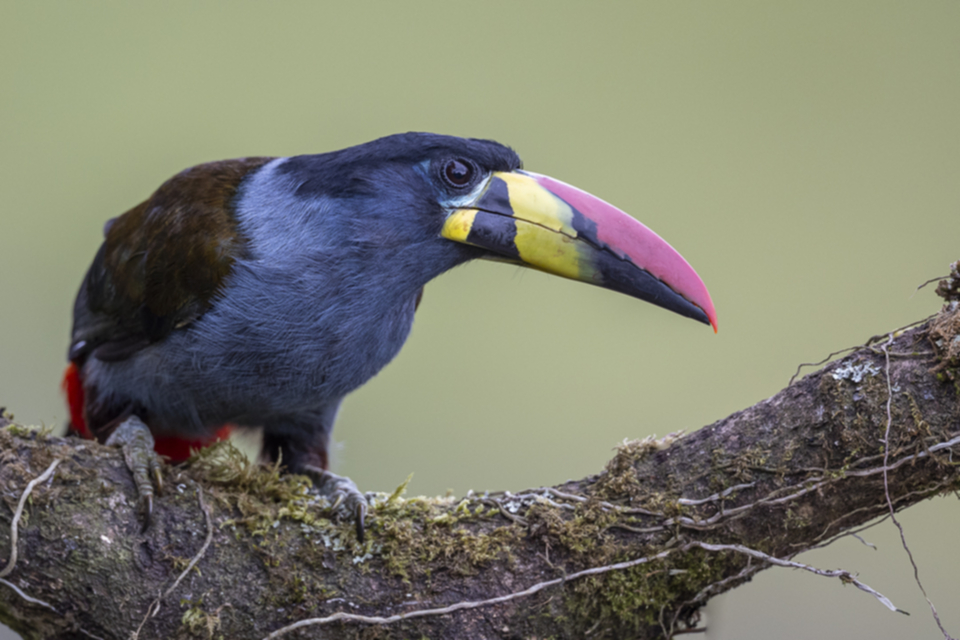 Blautukan - Grey-breasted Mountain Toucan