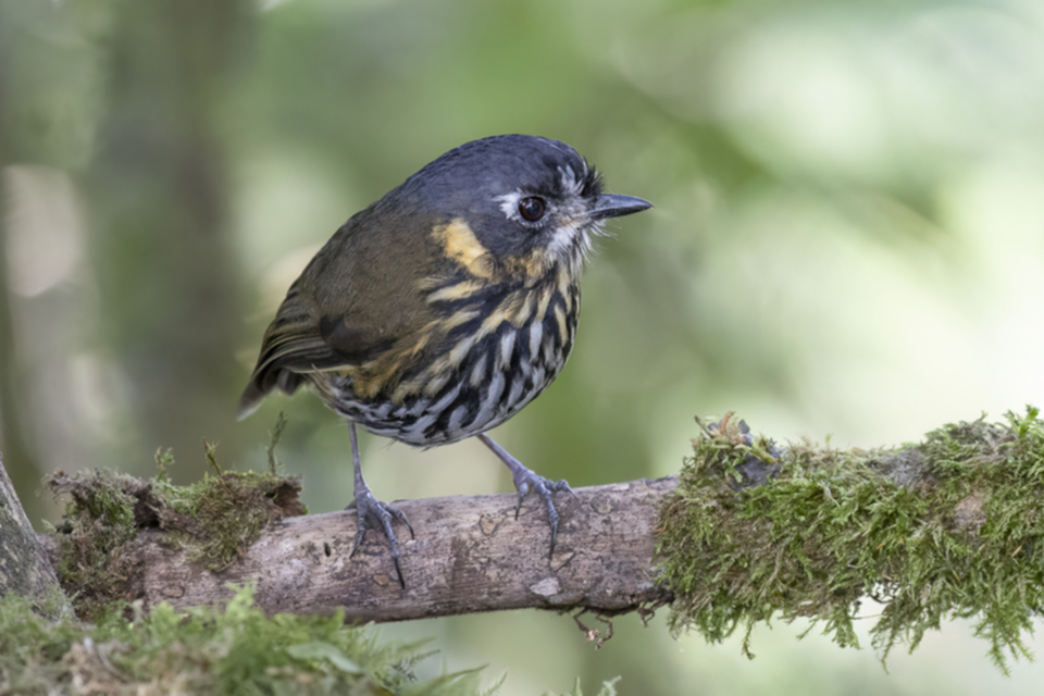 Halbmond-Ameisenpitta - Crescent-faced Antpitta