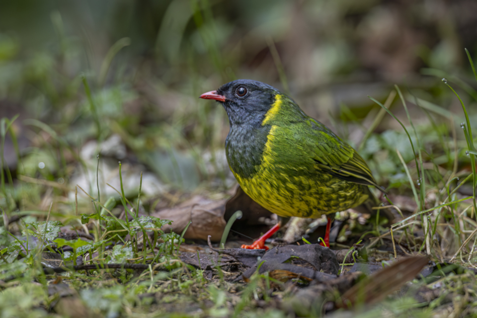 Goldbandkotinga - Green-and-black Fruiteater