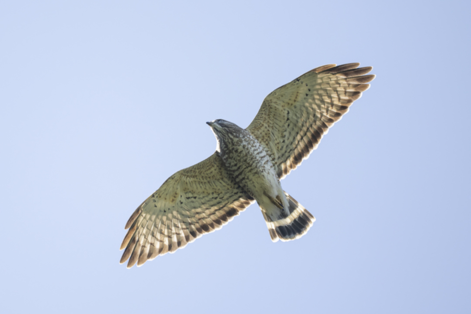 Breitflügelbussard - Broad-winged Hawk