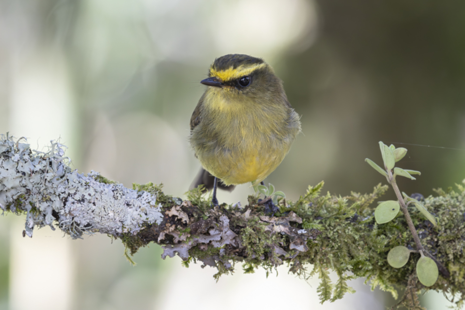 Gelbbauch-Schmätzertyrann - Yellow-bellied Chat-Tyrant