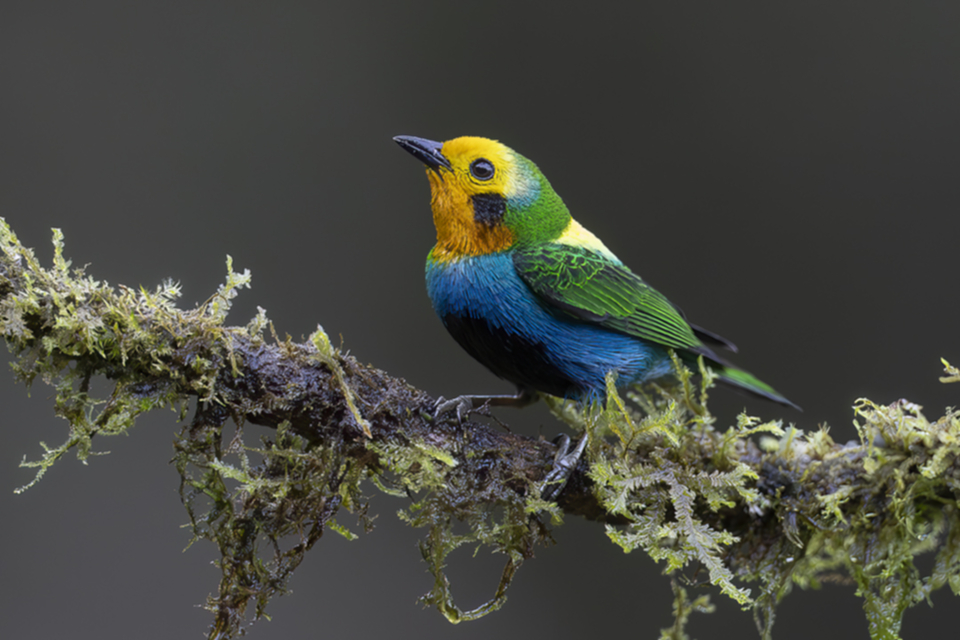 Schwarzohr-Bunttangare - Multicolored Tanager