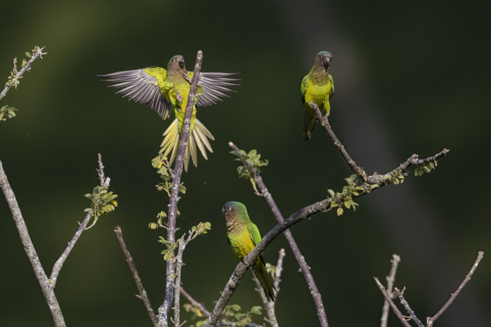 Braunwangen-Sittich - Brown-throated Parakeet