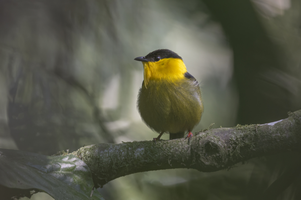 Weissbrustpipra - White-bearded Manakin