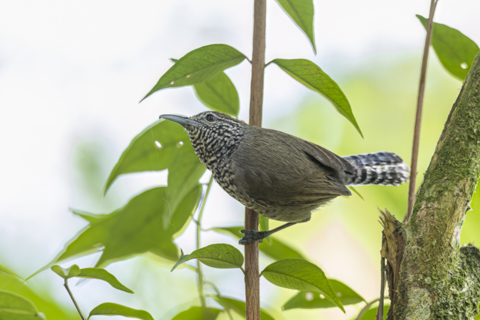 Pünktchenbrust-Zaunkönig - Speckle-breasted Wren