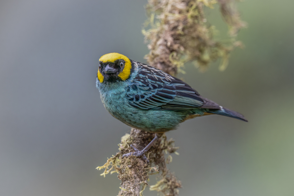 Gelbkopftangare - Saffron-crowned Tanager