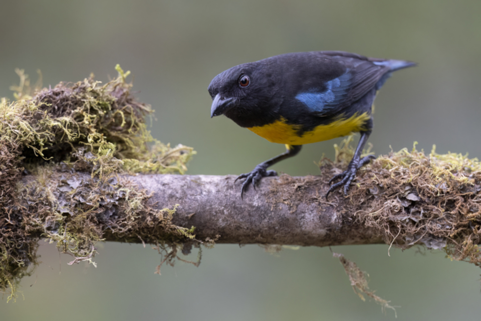 Blauschulter-Bergtangare - Black-and-gold Tanager