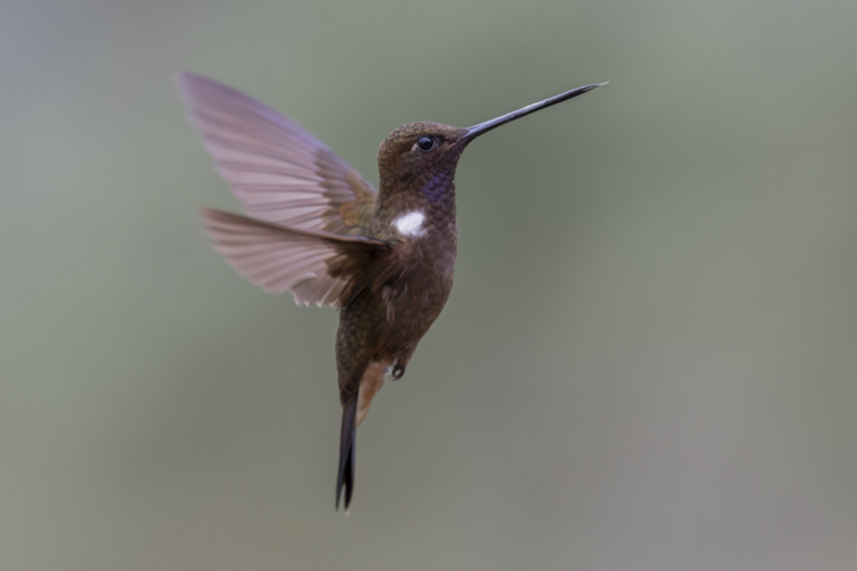 Brauner Andenkolibri - Brown Inca