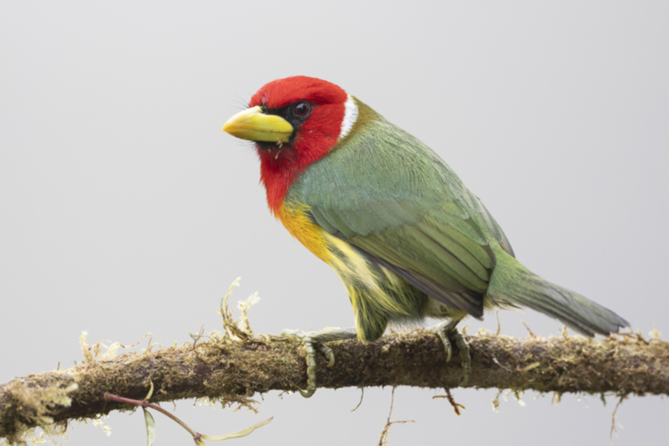 Andenbartvogel - Red-headed Barbet