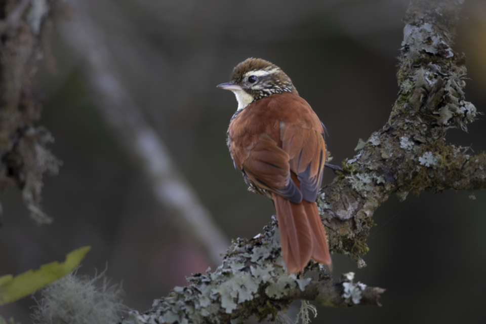 Tropfenbrust-Stachelschwanz - Pearled Treerunner