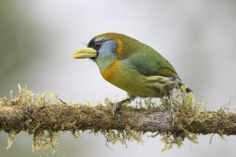 Andenbartvogel - Red-headed Barbet