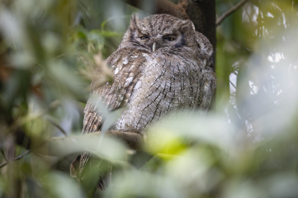 Cholibakreischeule - Tropical Screech-Owl