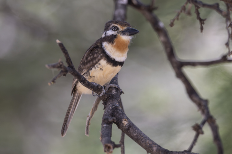 Rostkehl-Faulvogel - Russet-throated Puffbird