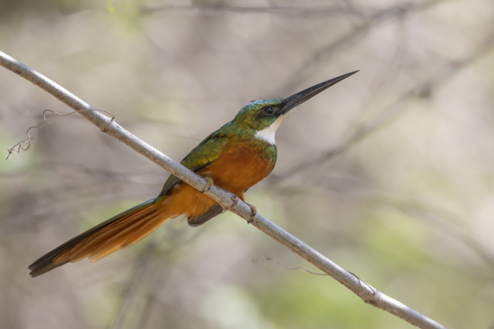 Rotschwanz-Glanzvogel - Rufous-tailed Jacamar