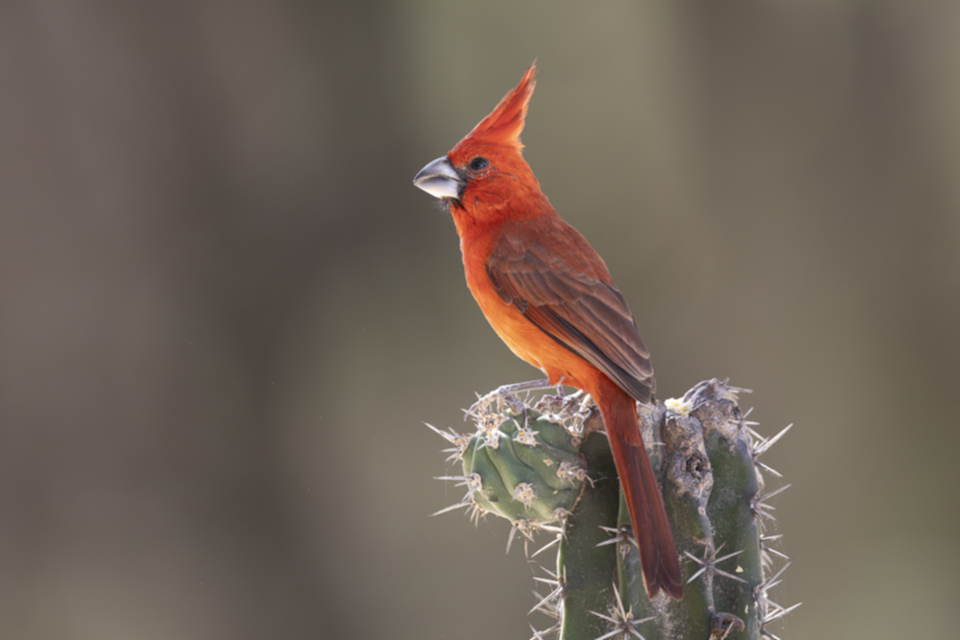 Purpurkardinal - Vermilion Cardinal