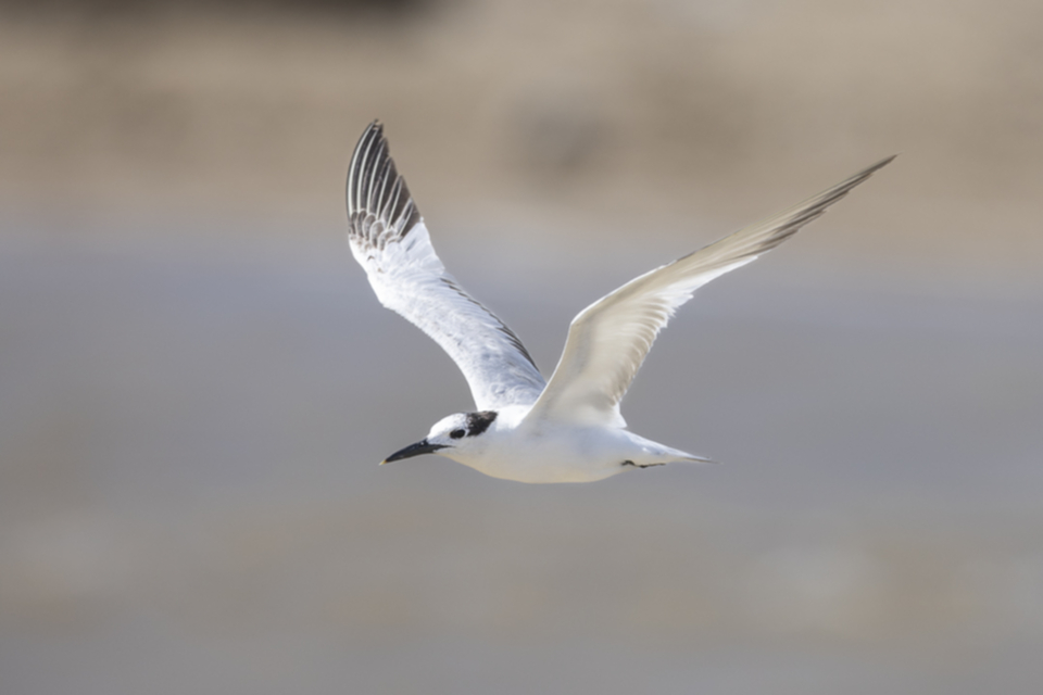 Amerikanische Brandseeschwalbe - Cabot's Tern.jpg