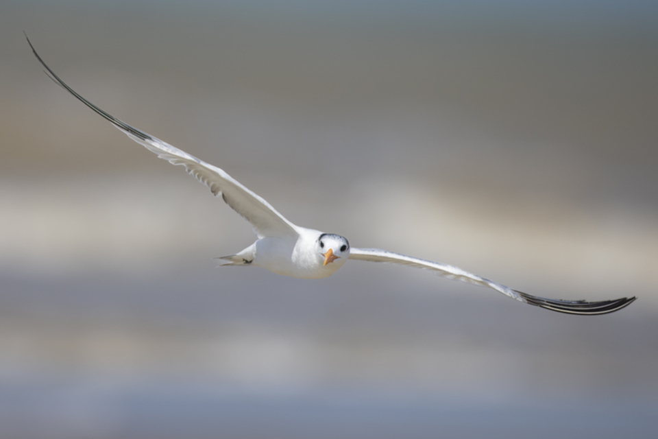 Königsseeschwalbe - Royal Tern