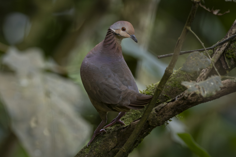 Streifentaube - Lined Quail-Dove