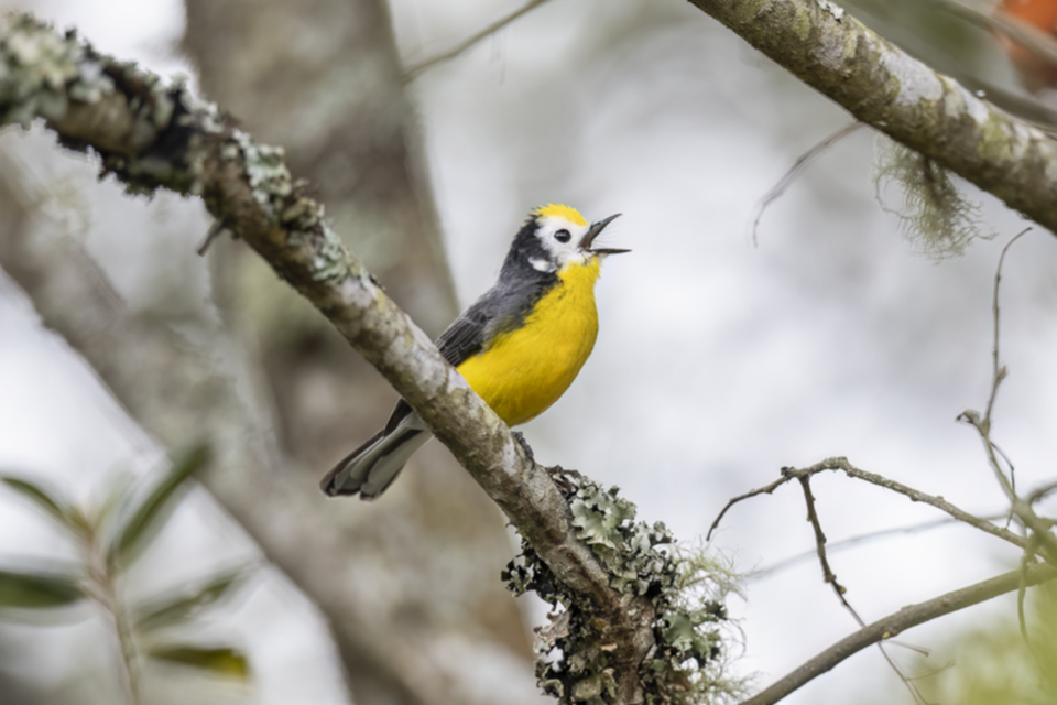 Schwarzohr-Waldsänger - Golden-fronted Whitestar