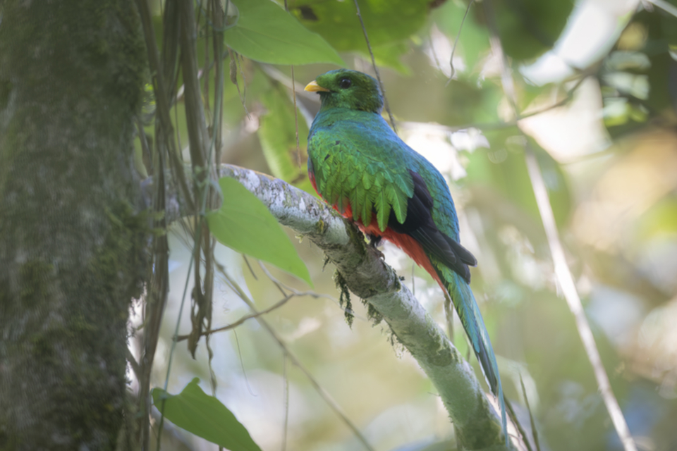 Glanztrogon - White-tipped Quetzal