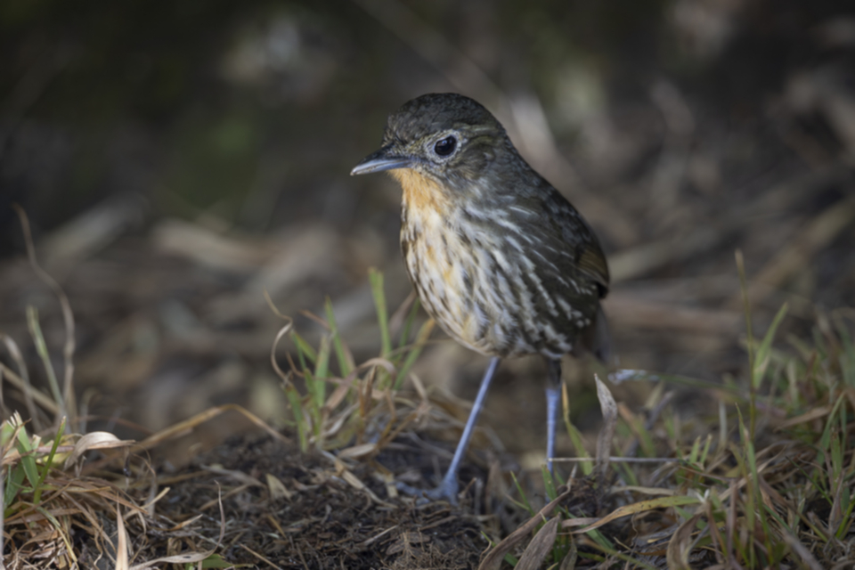 Santa Marta Ameisenpitta - Santa Marta Antpitta