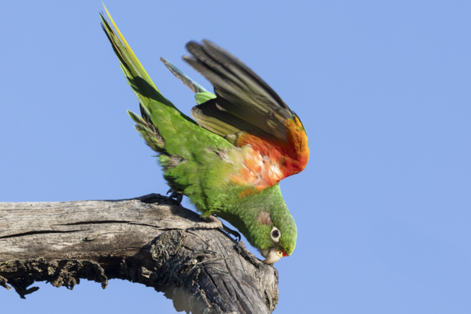 Santa Marta Sittich - Santa Marta Parakeet