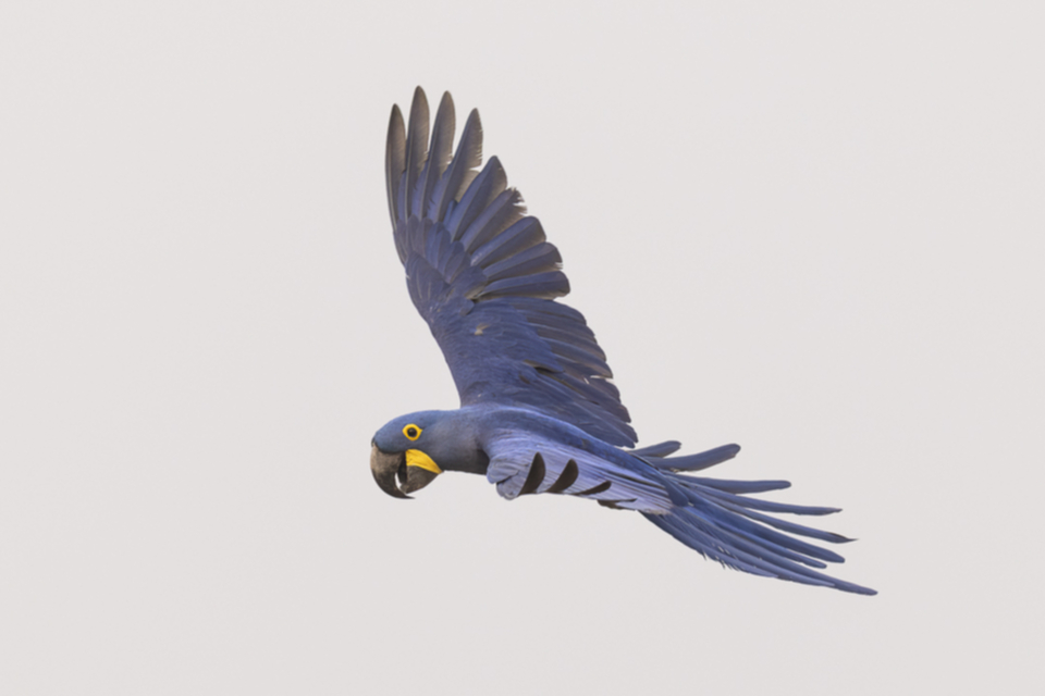 03Hyacinth Macaw.jpg