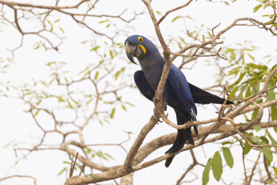 04Hyacinth Macaw.jpg