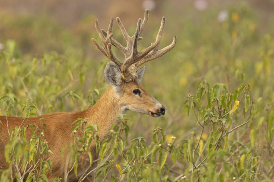 08Marsh Deer.jpg